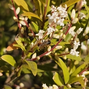 Exoneura sp. (genus) at Captains Flat, NSW - 18 Sep 2023