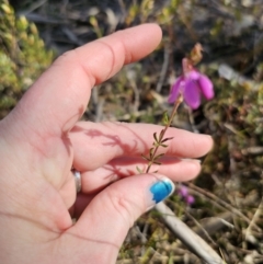 Tetratheca bauerifolia (Heath Pink-bells) at Captains Flat, NSW - 18 Sep 2023 by Csteele4