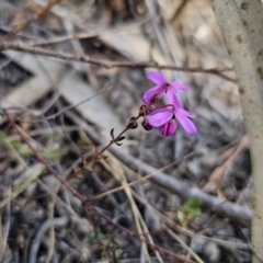 Tetratheca bauerifolia at Captains Flat, NSW - 18 Sep 2023 03:58 PM