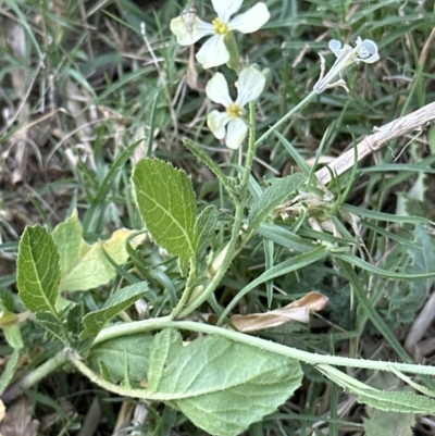 Raphanus raphanistrum (Wild Radish, Jointed Charlock) at West Nowra, NSW - 18 Sep 2023 by lbradley