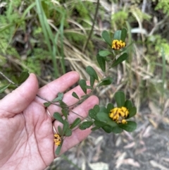 Pultenaea daphnoides (Large-leaf Bush-pea) at West Nowra, NSW - 18 Sep 2023 by lbradley