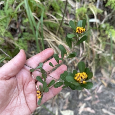 Pultenaea daphnoides (Large-leaf Bush-pea) at West Nowra, NSW - 18 Sep 2023 by lbradleyKV