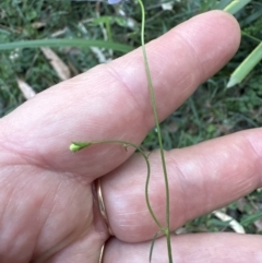 Unidentified Other Wildflower or Herb at West Nowra, NSW - 18 Sep 2023 by lbradleyKV