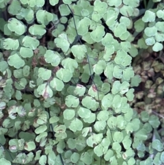 Adiantum aethiopicum (Common Maidenhair Fern) at West Nowra, NSW - 18 Sep 2023 by lbradley