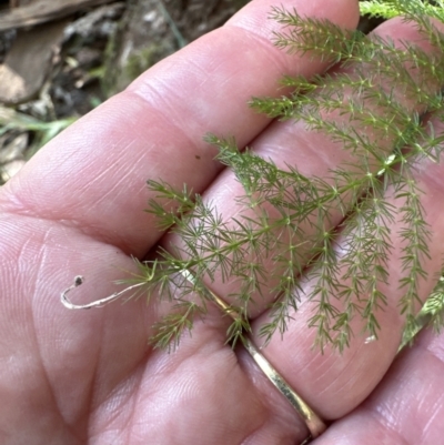 Asparagus plumosus (Climbing Asparagus Fern) at West Nowra, NSW - 18 Sep 2023 by lbradleyKV