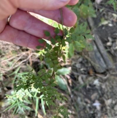 Pandorea pandorana (Wonga Wonga Vine) at West Nowra, NSW - 18 Sep 2023 by lbradley