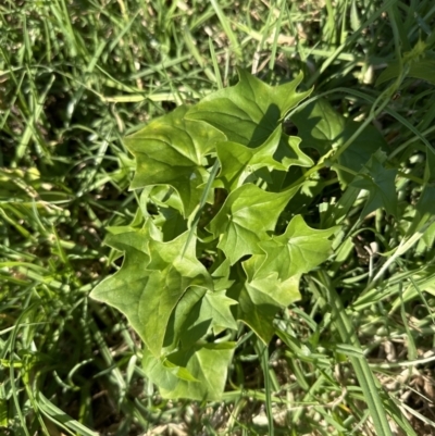 Delairea odorata (Cape Ivy) at West Nowra, NSW - 18 Sep 2023 by lbradleyKV