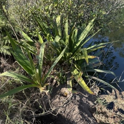 Crinum pedunculatum (Swamp Lily, River Lily, Mangrove Lily) at West Nowra, NSW - 18 Sep 2023 by lbradley