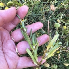 Cotula coronopifolia (Water Buttons) at West Nowra, NSW - 18 Sep 2023 by lbradley