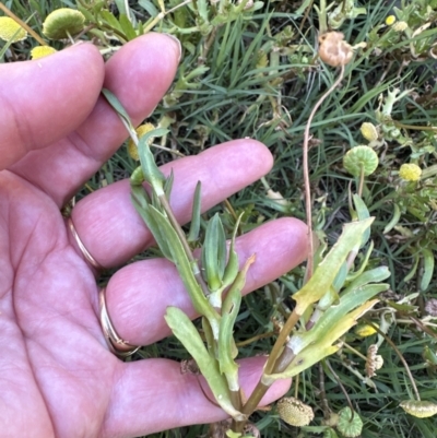 Cotula coronopifolia (Water Buttons) at West Nowra, NSW - 18 Sep 2023 by lbradleyKV