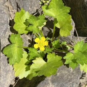 Ranunculus muricatus at Molonglo, ACT - 18 Sep 2023