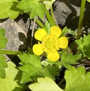 Ranunculus muricatus at Molonglo, ACT - 18 Sep 2023