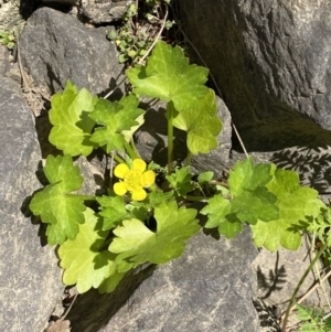 Ranunculus muricatus at Molonglo, ACT - 18 Sep 2023