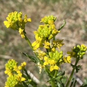 Barbarea verna at Molonglo, ACT - 18 Sep 2023