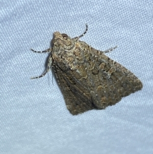 Hypoperigea tonsa at Jerrabomberra, NSW - suppressed