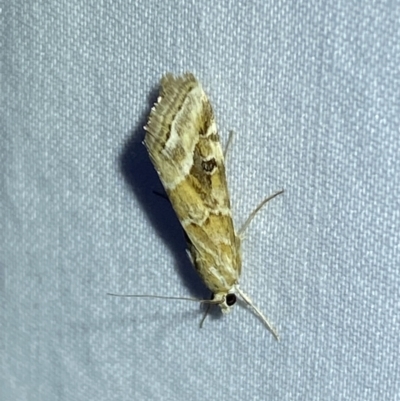 Hellula undalis (Cabbage Webworm) at Jerrabomberra, NSW - 15 Sep 2023 by Steve_Bok