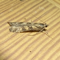 Nomophila corticalis (A Crambid moth (Spilomelinae) at Jerrabomberra, NSW - 15 Sep 2023 by SteveBorkowskis