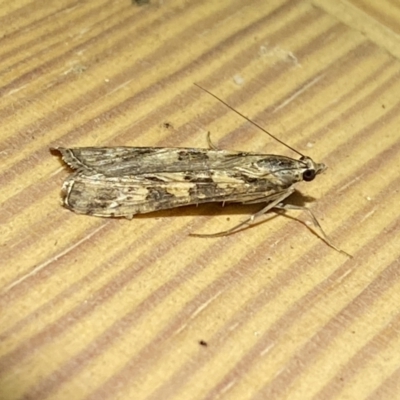 Nomophila corticalis (A Crambid moth (Spilomelinae) at Jerrabomberra, NSW - 15 Sep 2023 by SteveBorkowskis