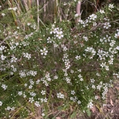 Leptospermum polygalifolium at Salamander Bay, NSW - 18 Sep 2023 by UserKFowGPdG