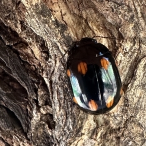 Paropsisterna octosignata at Ainslie, ACT - 18 Sep 2023