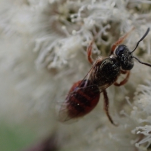 Lasioglossum (Homalictus) punctatus at Murrumbateman, NSW - 15 Sep 2023