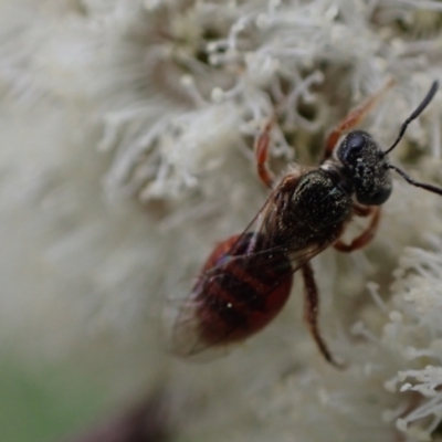 Lasioglossum (Homalictus) punctatus (A halictid bee) at Murrumbateman, NSW - 15 Sep 2023 by SimoneC