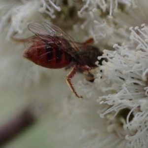 Lasioglossum (Homalictus) punctatus at Murrumbateman, NSW - 15 Sep 2023