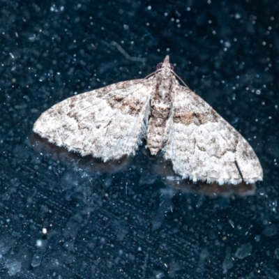 Phrissogonus laticostata (Apple looper moth) at Penrose, NSW - 13 Sep 2023 by Aussiegall