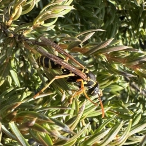 Polistes (Polistes) chinensis at Pialligo, ACT - 18 Sep 2023 03:08 PM