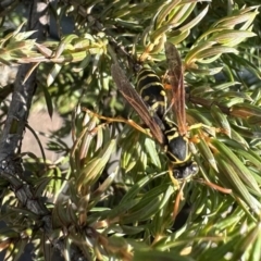 Polistes (Polistes) chinensis at Pialligo, ACT - 18 Sep 2023 03:08 PM