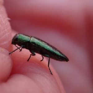 Melobasis obscurella at Murrumbateman, NSW - 18 Sep 2023