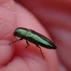 Melobasis obscurella at Murrumbateman, NSW - 18 Sep 2023 12:31 PM