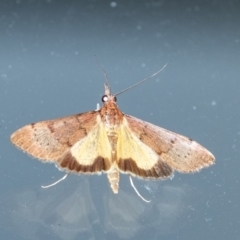 Uresiphita ornithopteralis (Tree Lucerne Moth) at Penrose, NSW - 14 Sep 2023 by Aussiegall