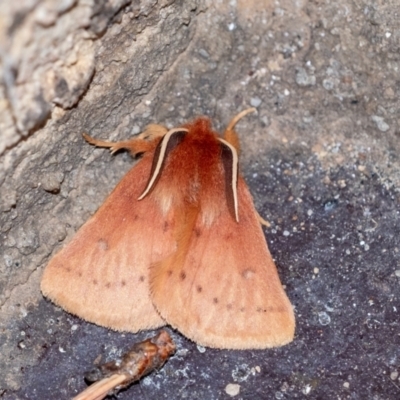 Anthela ferruginosa (Rusty Anthelid) at Penrose, NSW - 14 Sep 2023 by Aussiegall