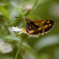 Ocybadistes walkeri at Hornsby Heights, NSW - 23 Mar 2023 by KorinneM