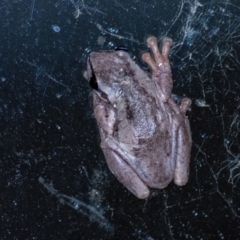 Litoria peronii at Penrose, NSW - 17 Sep 2023 by Aussiegall