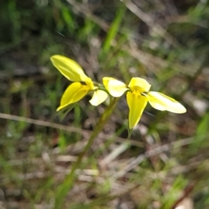 Diuris chryseopsis at suppressed - 18 Sep 2023