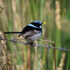 Malurus cyaneus (Superb Fairywren) at Killara, VIC - 16 Sep 2023 by KylieWaldon