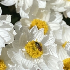 Lasioglossum sp. (genus) (Furrow Bee) at Aranda, ACT - 20 Aug 2023 by Jubeyjubes