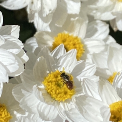Lasioglossum sp. (genus) (Furrow Bee) at Aranda, ACT - 20 Aug 2023 by Jubeyjubes