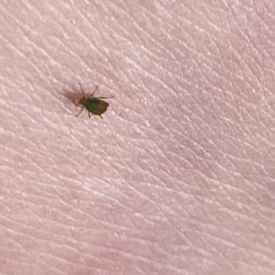 Aphididae (family) (Unidentified aphid) at Aranda, ACT - 26 Aug 2023 by Jubeyjubes
