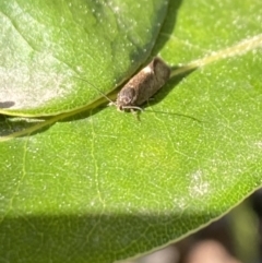 Leistomorpha brontoscopa at Aranda, ACT - 11 Sep 2023 by Jubeyjubes