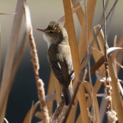 Acrocephalus australis (Australian Reed-Warbler) at Isabella Plains, ACT - 18 Sep 2023 by RodDeb