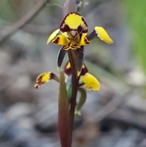 Diuris pardina at Kaleen, ACT - 18 Sep 2023