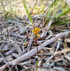 Diuris pardina at Kaleen, ACT - 18 Sep 2023