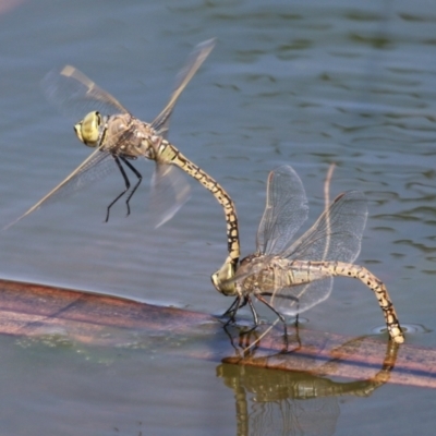 Anax papuensis (Australian Emperor) at Upper Stranger Pond - 18 Sep 2023 by RodDeb