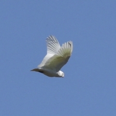 Cacatua sanguinea (Little Corella) at Strathnairn, ACT - 17 Sep 2023 by AlisonMilton