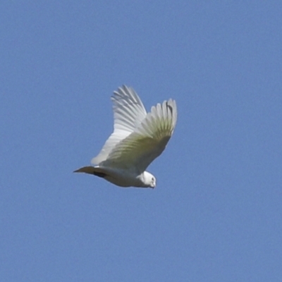 Cacatua sanguinea (Little Corella) at Strathnairn, ACT - 17 Sep 2023 by AlisonMilton