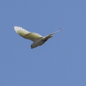 Cacatua sanguinea at Strathnairn, ACT - 17 Sep 2023