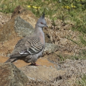 Ocyphaps lophotes at Strathnairn, ACT - 17 Sep 2023